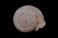 藏品(扁蝸牛)的圖片